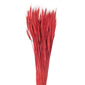 Sušené květy pšeničná tráva červená 80 cm (200 g) – 80  cm