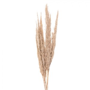 Přírodní béžová kytice sušené květy trávy – 100 cm